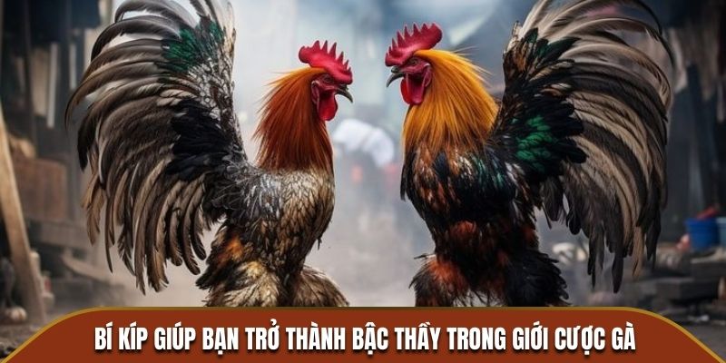 Bí kíp giúp bạn trở thành bậc thầy trong giới cược gà