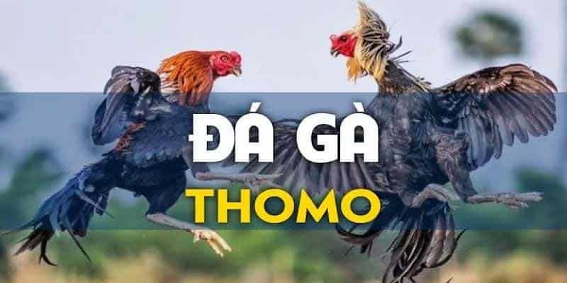 Tìm hiểu về đá gà Thomo tại nhà cái uy tín J88