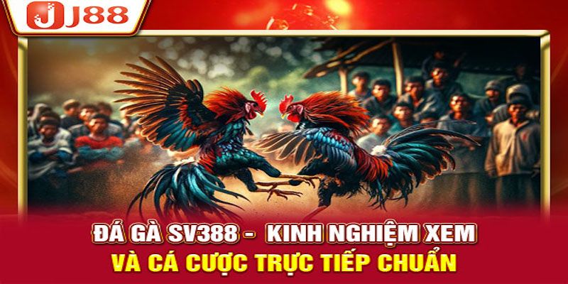 Bí kíp chơi cá cược chọi kê với xác suất luôn thắng cao