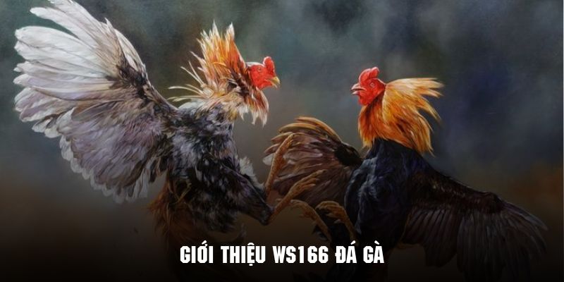 Giới thiệu vài nét về WS168 đá gà đình đám