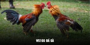 WS168 đá gà